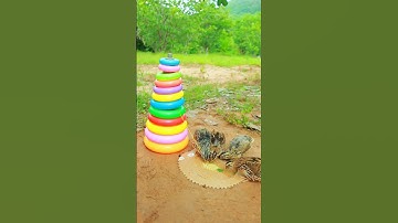 Simple Bird Trap - New Quail Trap # easy bird trap #video shorts