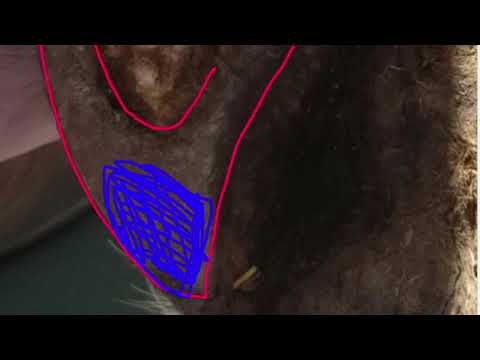 Support the back of the horse with the buttress of the hooves.