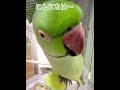 頭どアップ「わさびっちょは〜みどり!いないいないばぁ!あ〜」