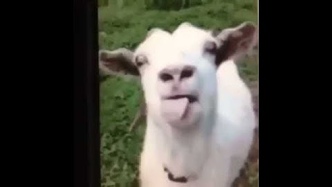 La capra divertente😊