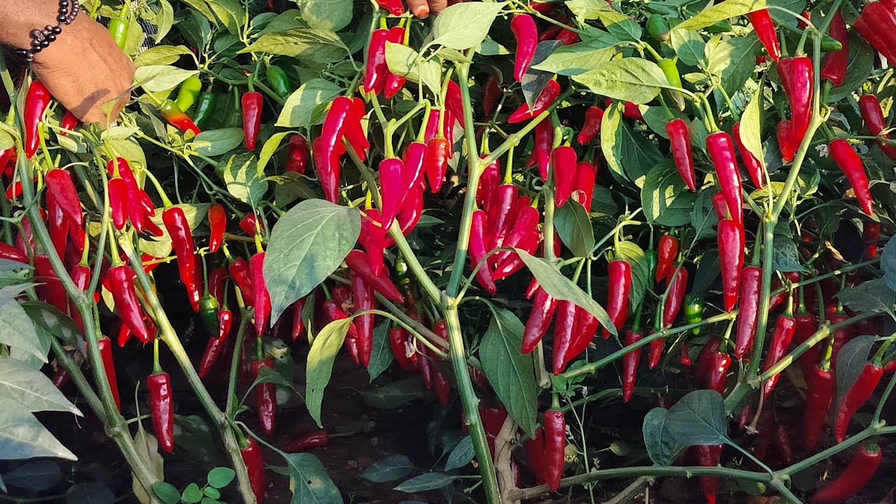ప్రీమియం సీడ్స్ వారి బుల్లెట్  సింహ #agriculture #farming #chilli #premiumseeds 