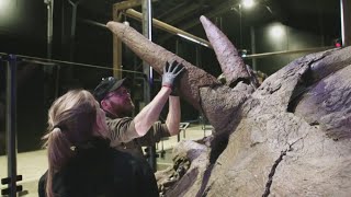 Уникальные окаменелости представили в первом в Дании музее динозавров