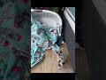 petunia baby piglet loves showing off her blankets l2dwl4zxm50f1 #viralvideo #viral #luxurytravel