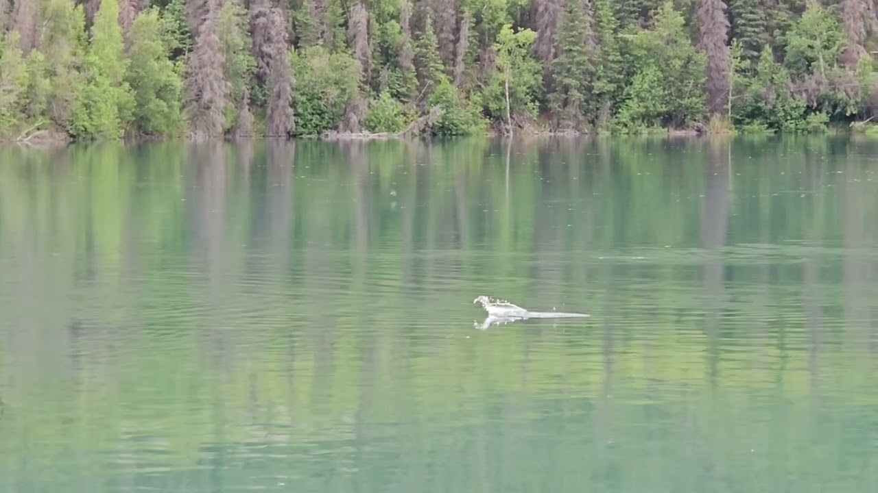 Salmon flip, Cooper Landing