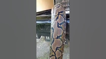 Detik detik ular piton Raksasa naikin mobil bak warga #snake #mobilbok #ular #ularberbahaya #viral