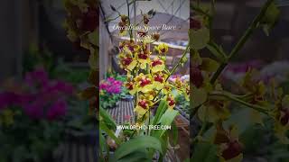 Buy the Best Oncidium Orchids Online at Orchid-tree.com