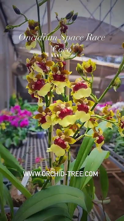 Buy the Best Oncidium Orchids Online at Orchid-tree.com