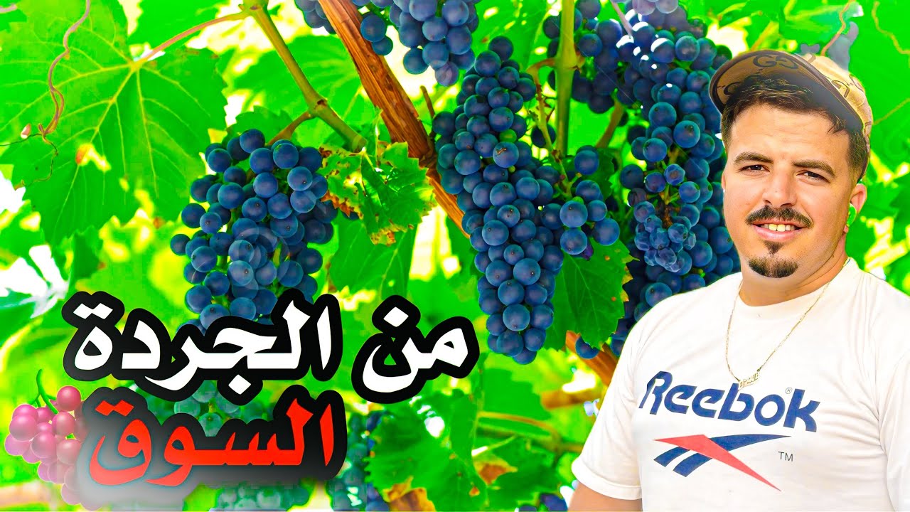 كيفاش كنبيع العنب بعد الجني 🍇تجارة موسمية مربح💵🤑