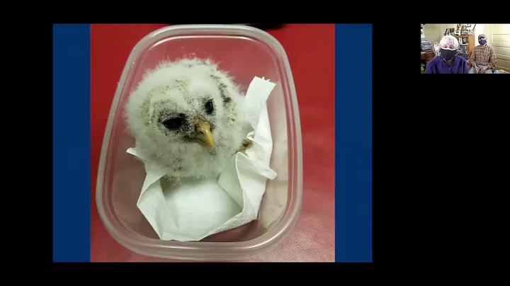 Eastern Screech-owl Virtual Event