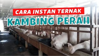 TERNAK KAMBING PERAH ITU GAMPANG GAMPANG SUSAH