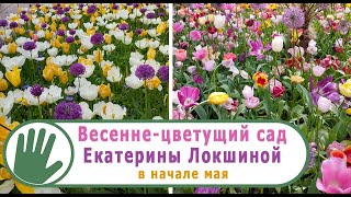 Видео журнал "СОФ №123" Весенне-цветущий сад Екатерины ЛОКШИНОЙ в начале мая