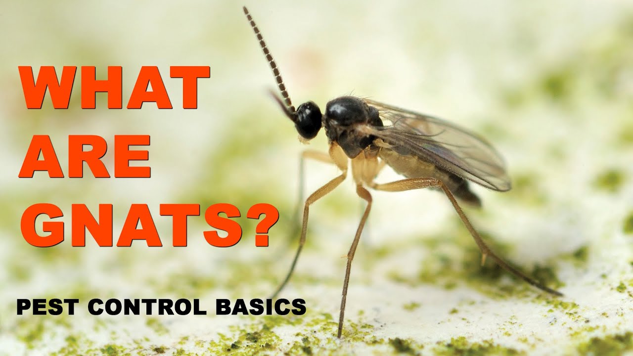 Download Pest Control Basics: What Are Gnats?