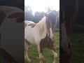 Niume natalastur  horsetypes reproducionequina caballos rancho animals vidarural