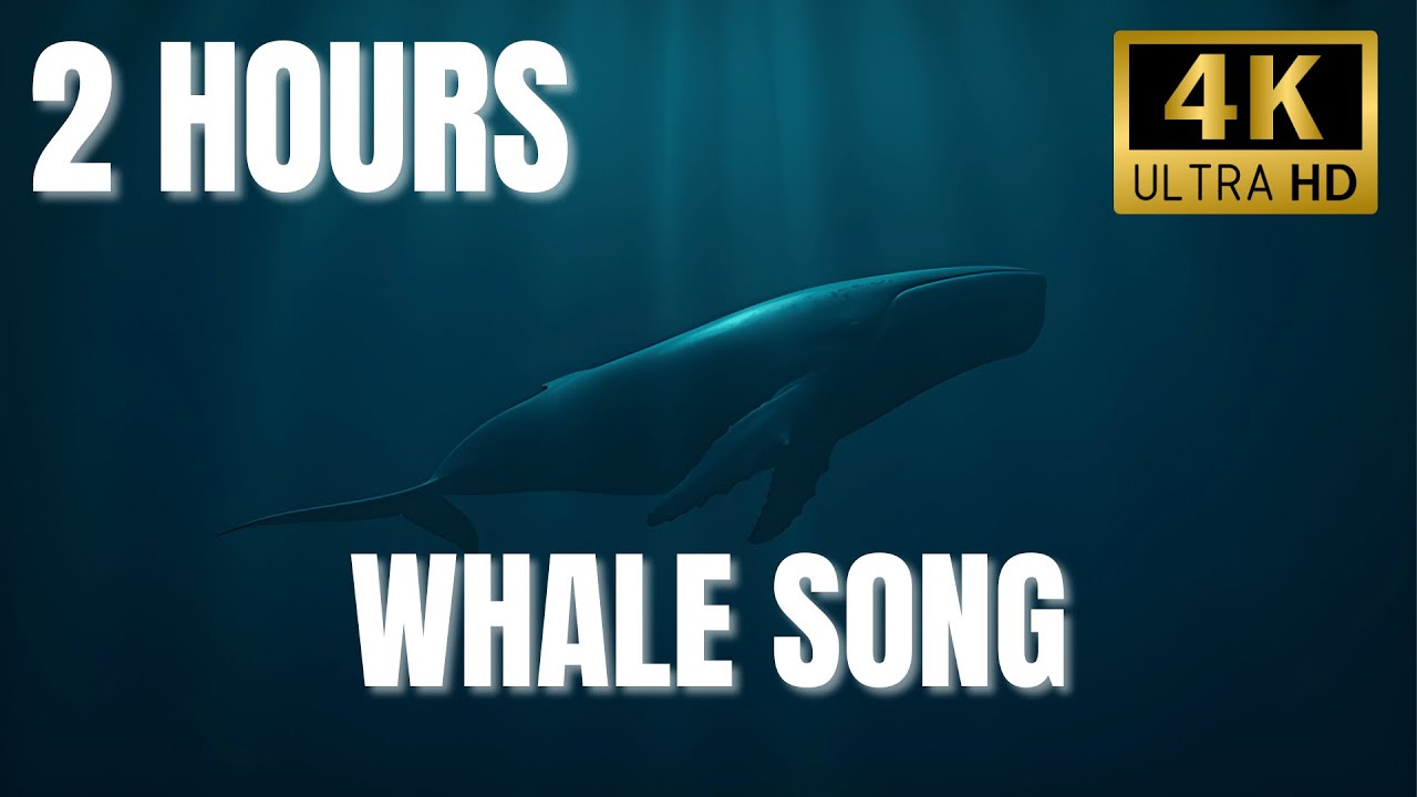 The Lonely Whale 🐋 2 Hours Deep Ocean Whale Sounds ♫ Relaxing Sleep Music 4K
