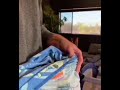 BABY KANGAROO