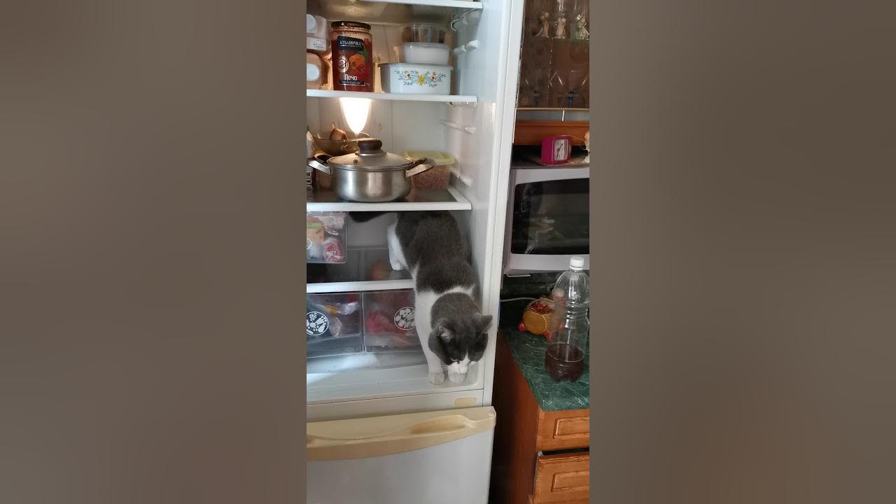 Холодильник и кот - YouTube