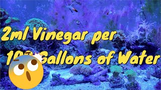 Vinegar Dosing In My Reef Aquarium |  Nitrate Levels To High