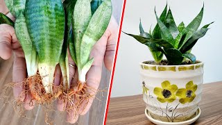 Download Lagu Propagate plants from leaves with construction sand, clean the air little house MP3