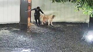 【緊急速報】山梨県東部富士五湖で震度6弱の大地震発生。深夜のお店でお仕事中慌てて避難する看板犬ゴールデンレトリバーのうみとママの瞬間を固定カメラが捉えていた！