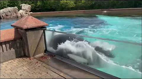 Kiska, MarineLand’s last surviving orca bashes her head against a wall.
