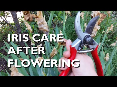 Iris Care After Flowering