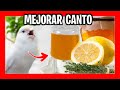 ✅ RECETA CASERA PARA MEJORAR CANTO DE CANARIOS 💯 Potenciador del canto de canarios