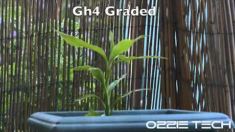 BlackMagic Pocket Cinema Camera vs Panasonic Gh4 V-Log-L Ungraded/graded