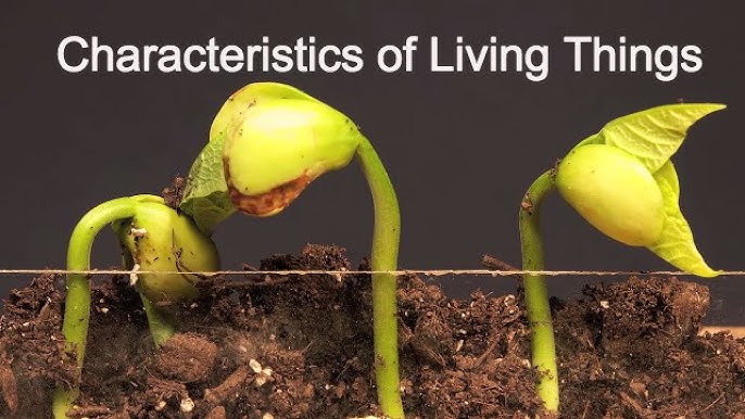 Characteristics Of Living Things What Makes Something Alive Youtube