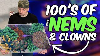 HUNDREDS of Aquacultured Bubble Tip Anemones & Clownfish  Ben's New Anemone Farm