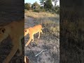 Close encounter with lions part 2