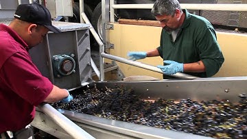 Grape Sorting Table | Inspecting Grapes | Winemaking Process Video