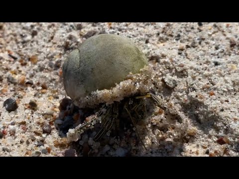 Путешествие рака отшельника в океан. Hermit crab’s little adventure trip in to the ocean.