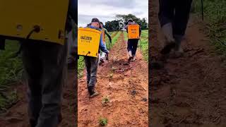 Serunya berkebun kopi #automobile #automobile #agrikultur #farming #kopisehat #fruit