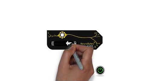 NeuroBytes Tonically Active Neuron