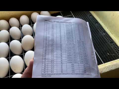 Инкубация утиных яиц в несушке. Таблица инкубации куриных яиц в инкубаторе несушка на104. Таблица инкубации яиц в инкубаторе. Инкубатор индоутки таблица. Инкубация утиных яиц в несушке.