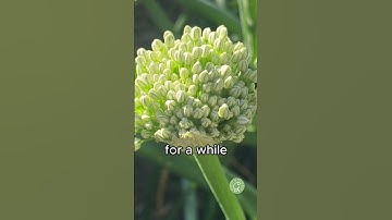 Save seeds from Bolted Onions