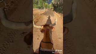 Download Lagu Just Saddle Cattle Things, For Real Cowboys/Cowgirls/Cowpeople MP3