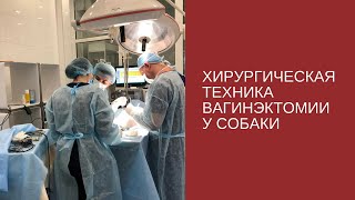 Хирургическая техника вагинэктомии у собак