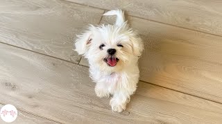 Dog TV: Best Music for Dogs: Deep Separation Anxiety Music to Calm Dogs! NEW