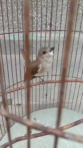 Edan !!! Suara merdu burung kancilan bakau #birds #kicaumania