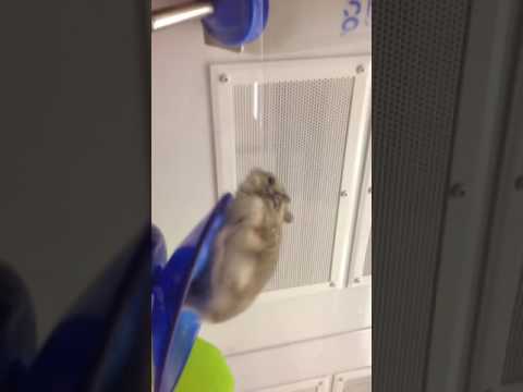 Hamster stalker Lol😂