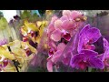 ПОТРЯСАЮЩИЕ ОРХИДЕИ в КАСТОРАМА Big LIPы peloric Orchids ORCHID орхидея ОРЕНБУРГ фаленопсис