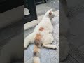 ini punya aku ya.. 🤣🤣 #cat #funny #cute #kitten
