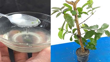 Growing Guava Tree Cutting Using Aloe Vera Gel