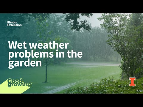 Video: Šlapi orai ir augalai – per daug lietaus sunaikins augalus