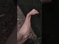 💥Exploding Veins💥Forearm Pump   #shorts