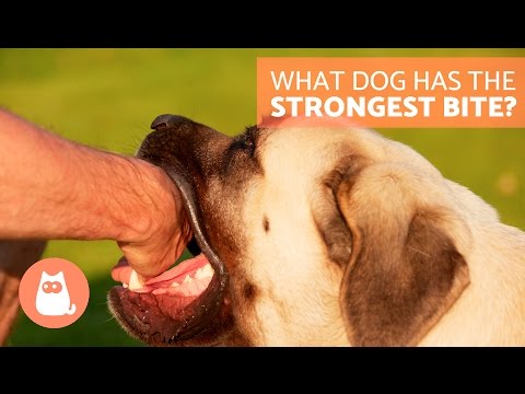 どの犬が最強の咬傷を持っていますか？