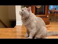 Lilac British Shorthair Cat Range Rover Trying To Get A Fly 🤣 Funny Cat Video