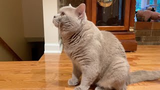 Lilac British Shorthair Cat Range Rover Trying To Get A Fly  Funny Cat Video