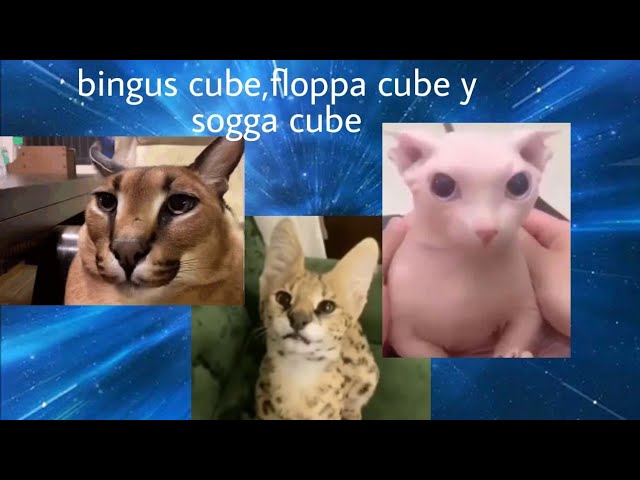 How to make floppa cube papercraft 😲🐱 